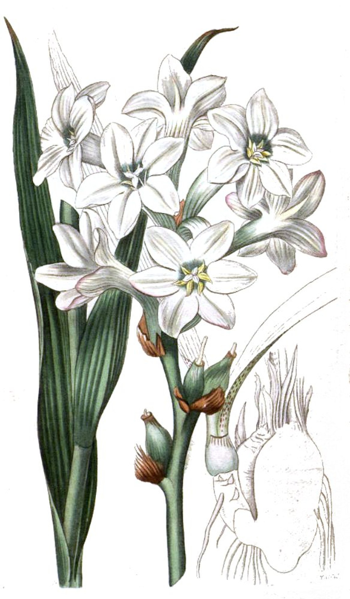Tubéreuse