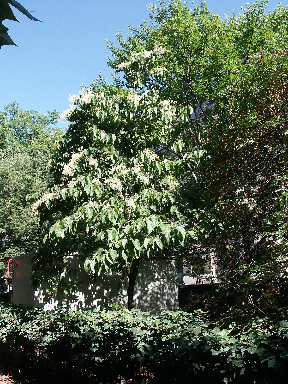Poliothyrsis