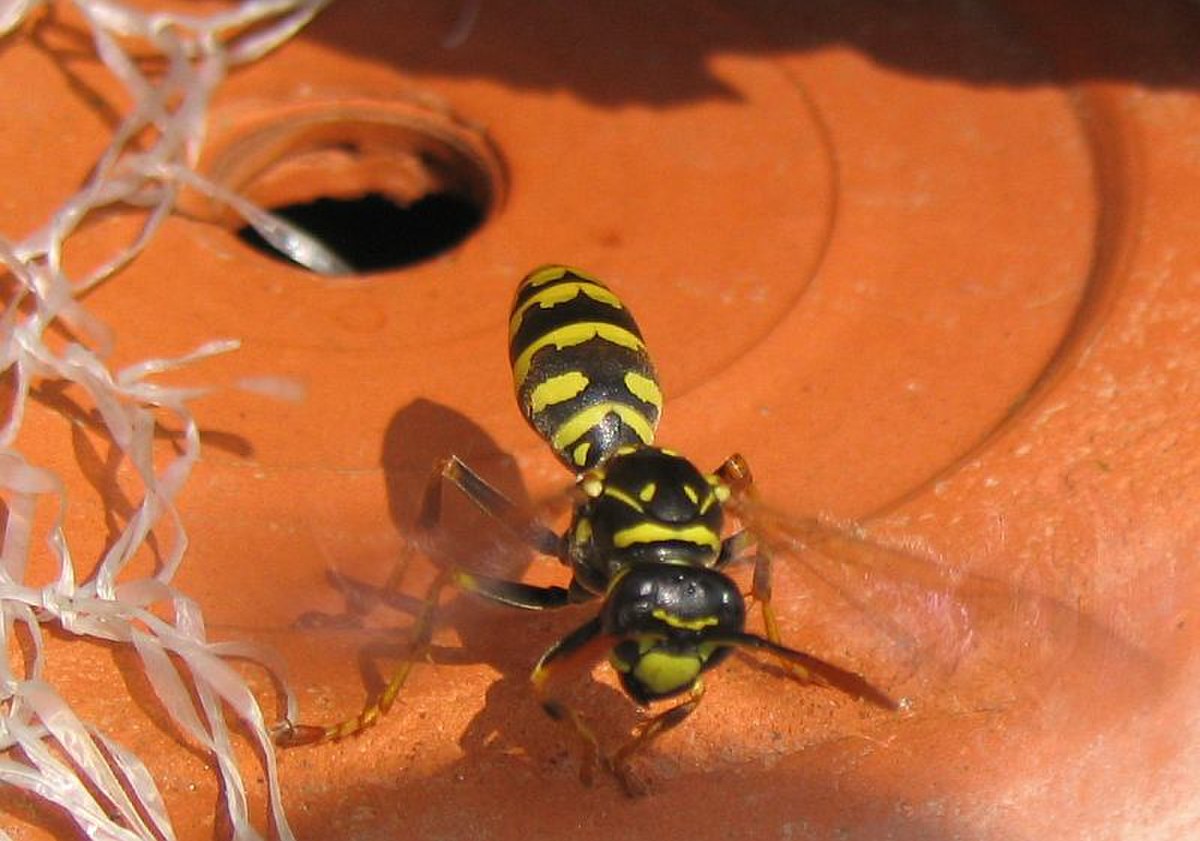 Polistes