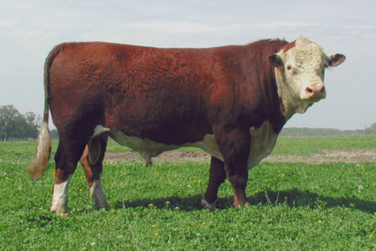 Hereford (race bovine)