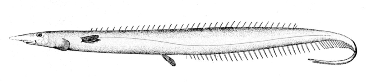 Notacanthidae