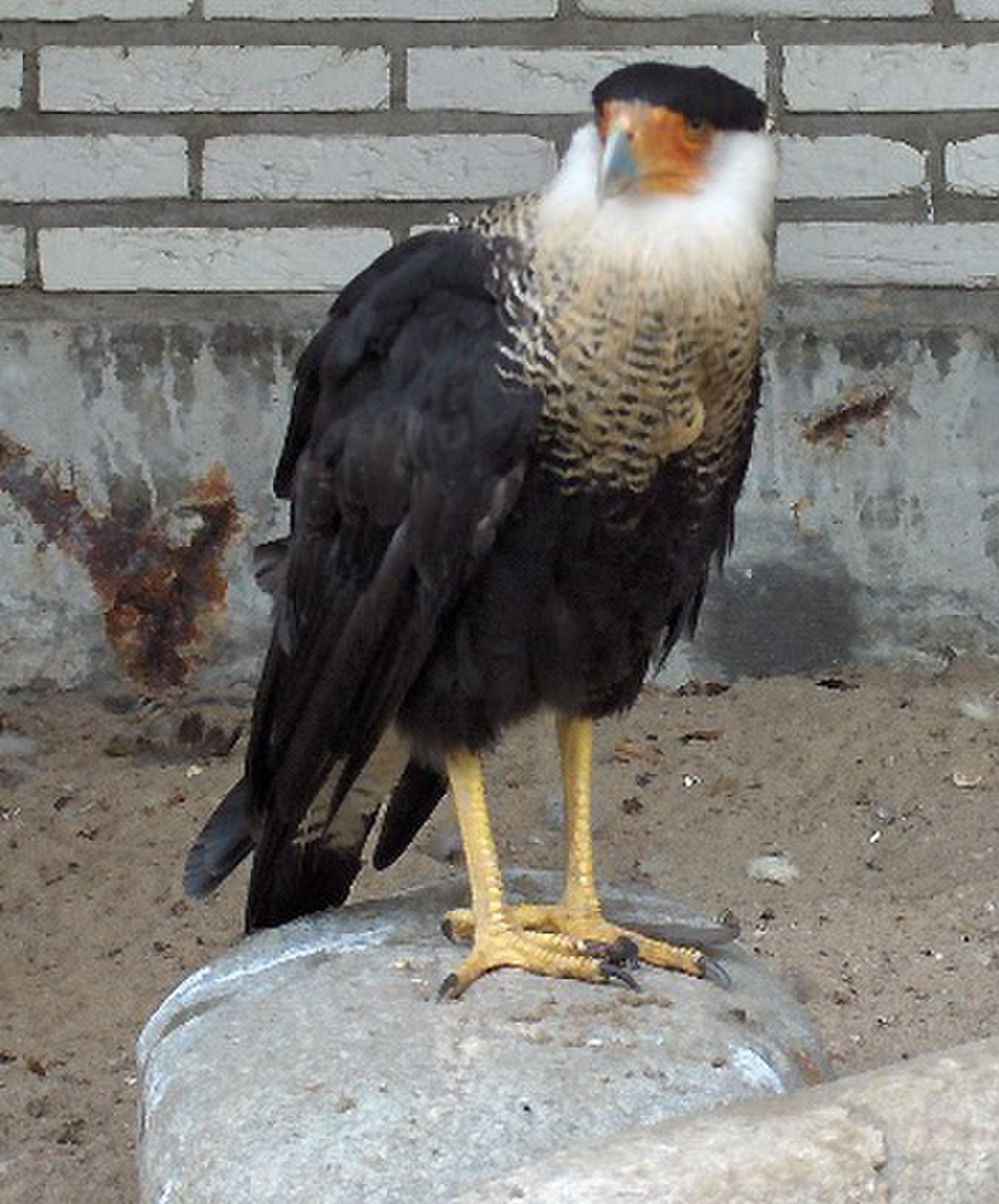Caracara huppé