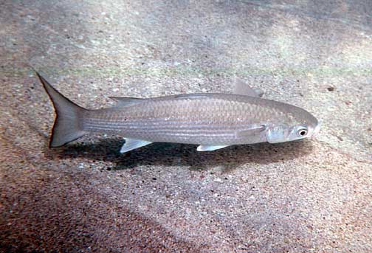 Polydactylus