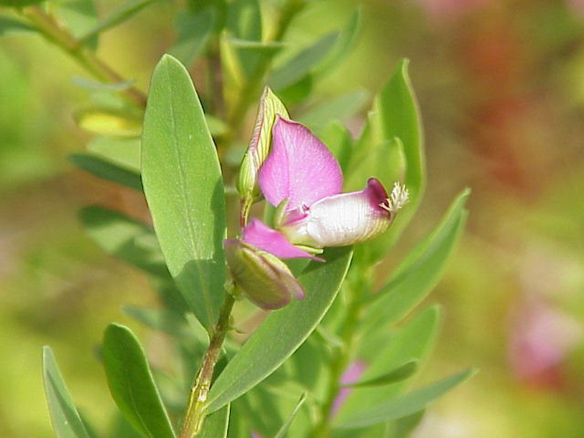 Polygalaceae