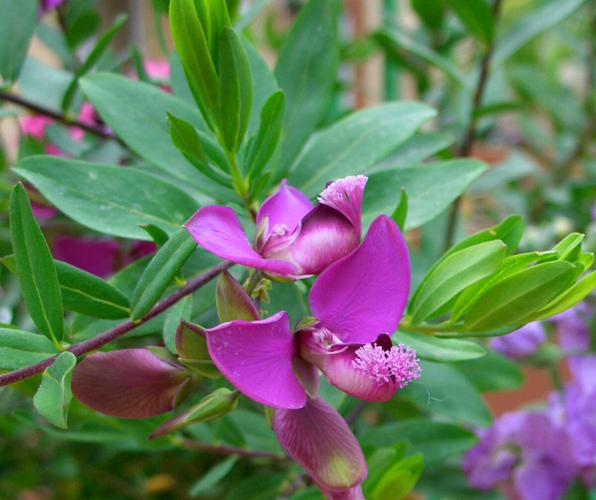 Polygala myrtifolia