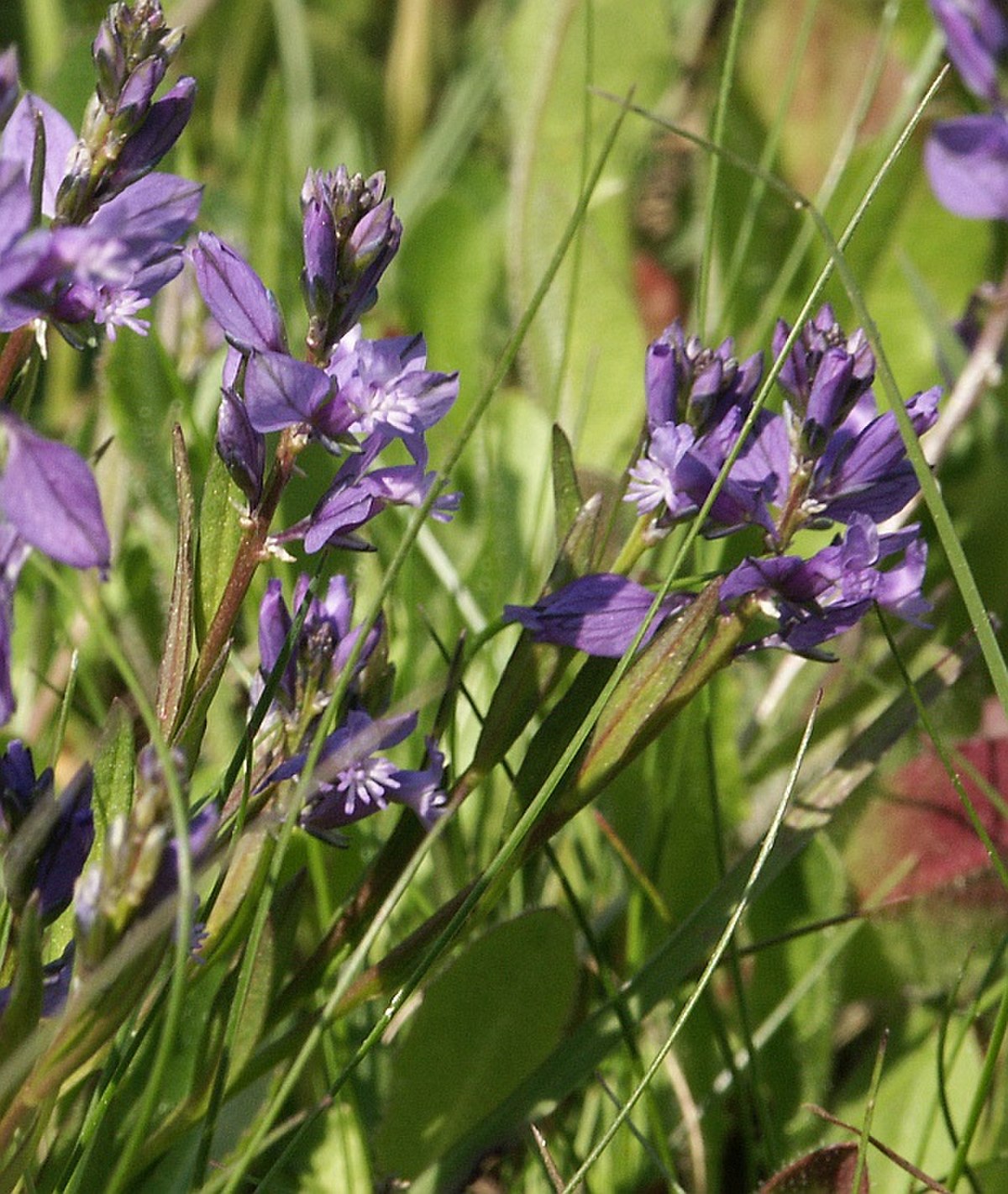 Polygala