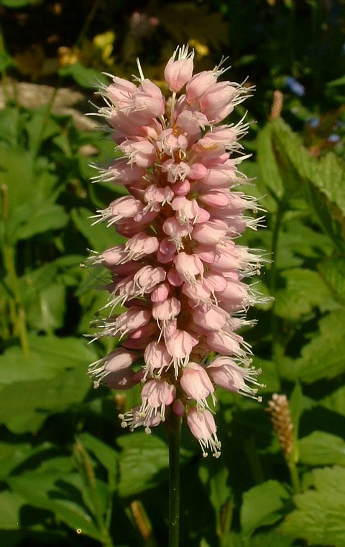 Inflorescence