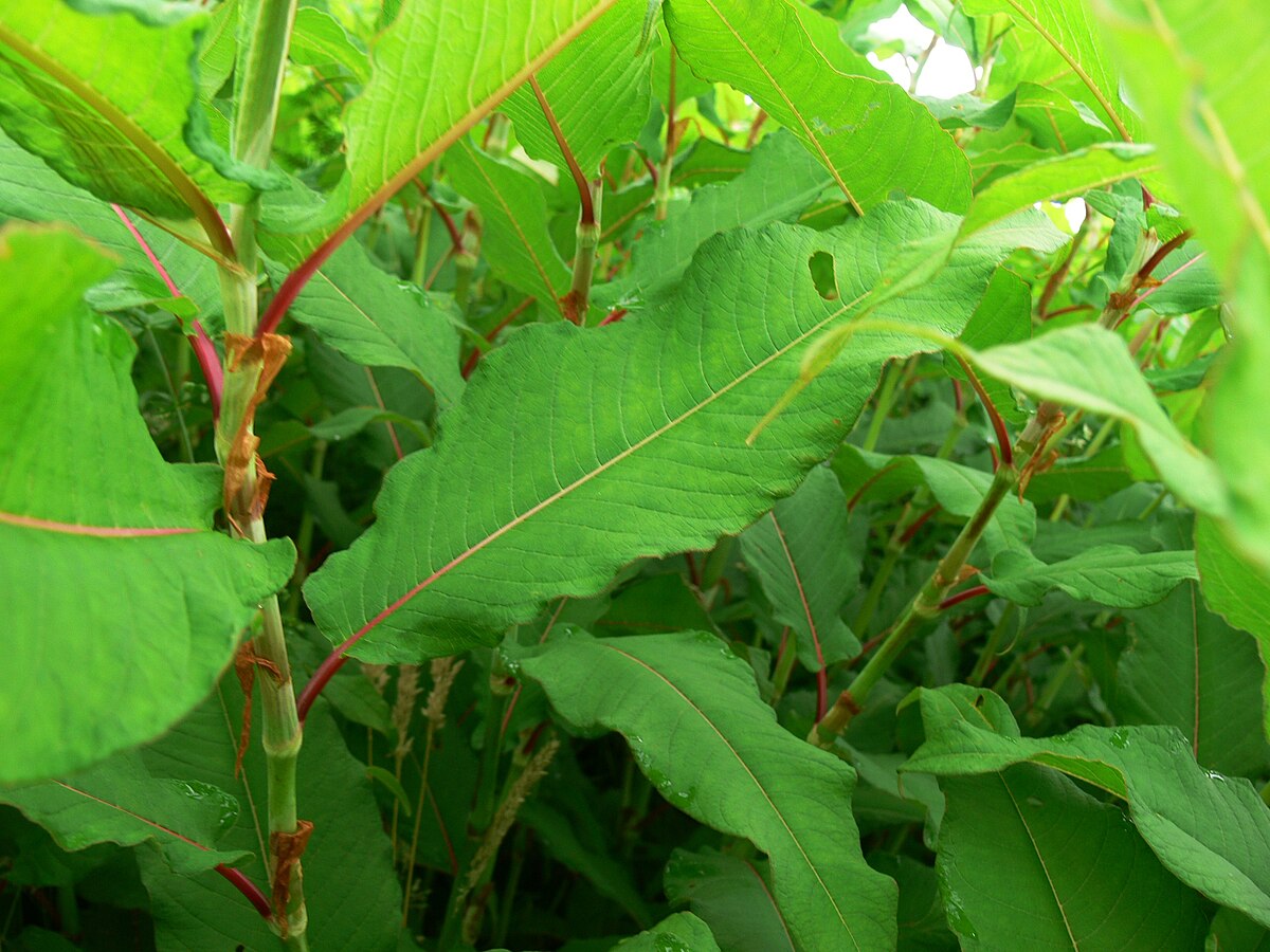 Polygonum polystachyum