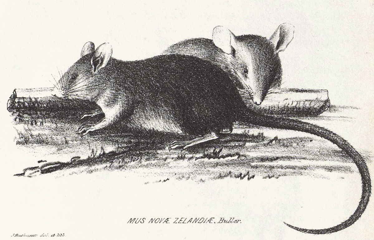 Rat polynésien