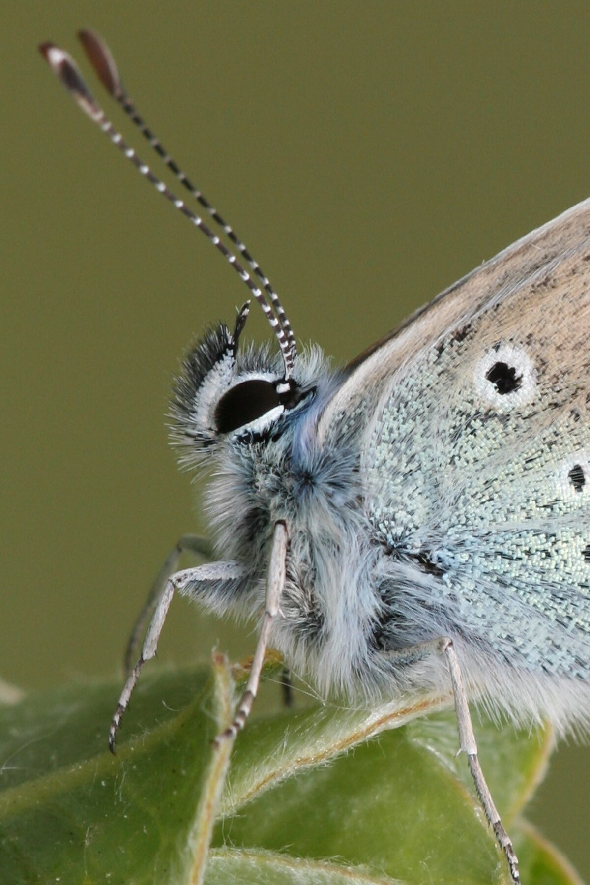 Polyommatus icarus-05 (xndr).jpg