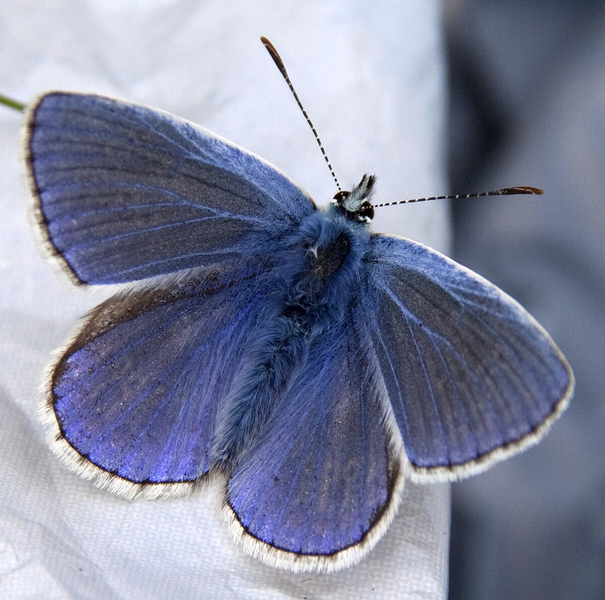 Argus bleu