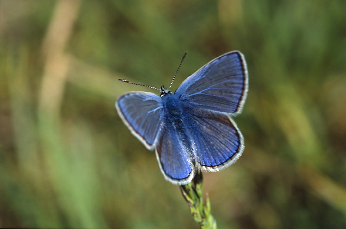 Polyommatus