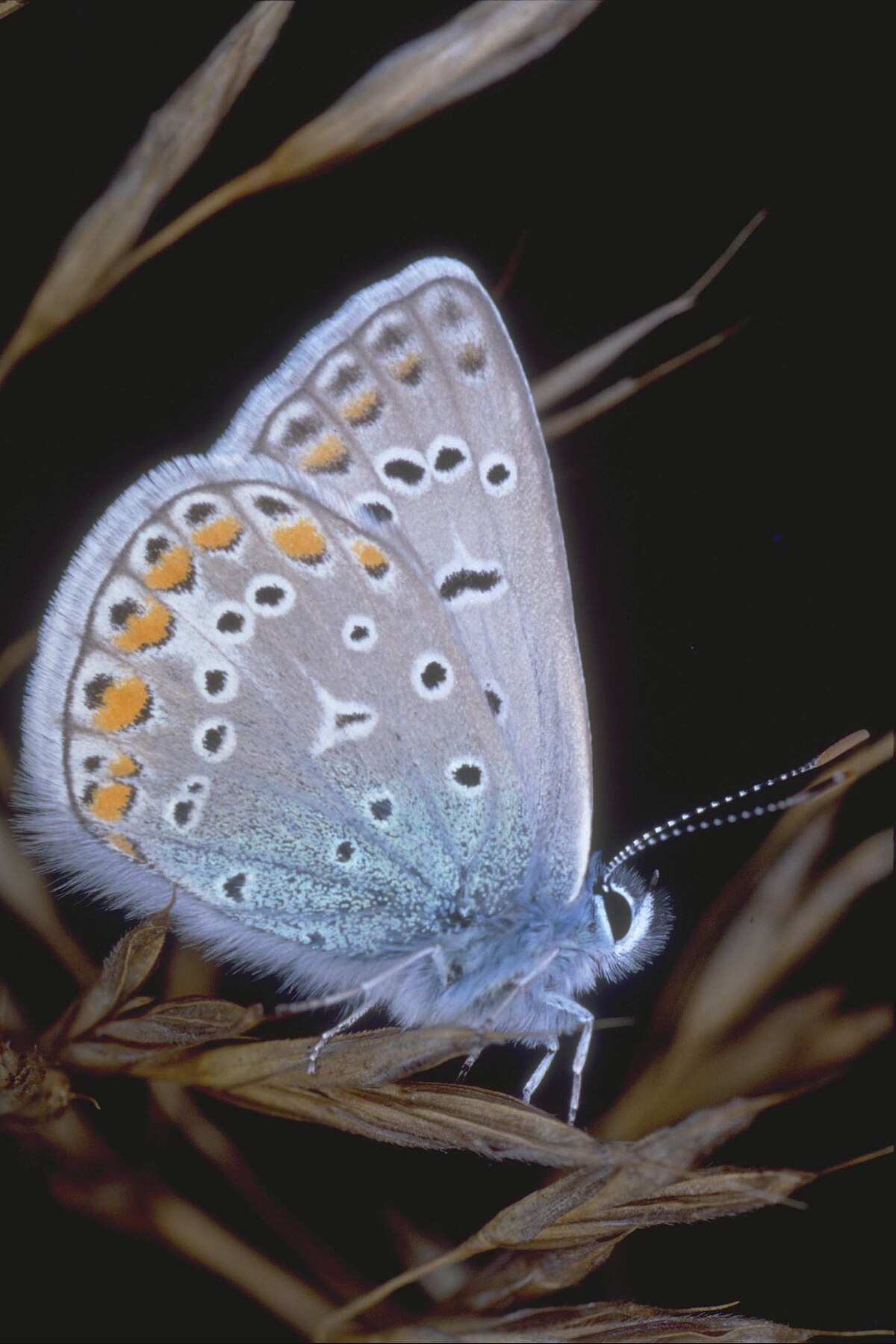 Polyommatus icarus1.jpg