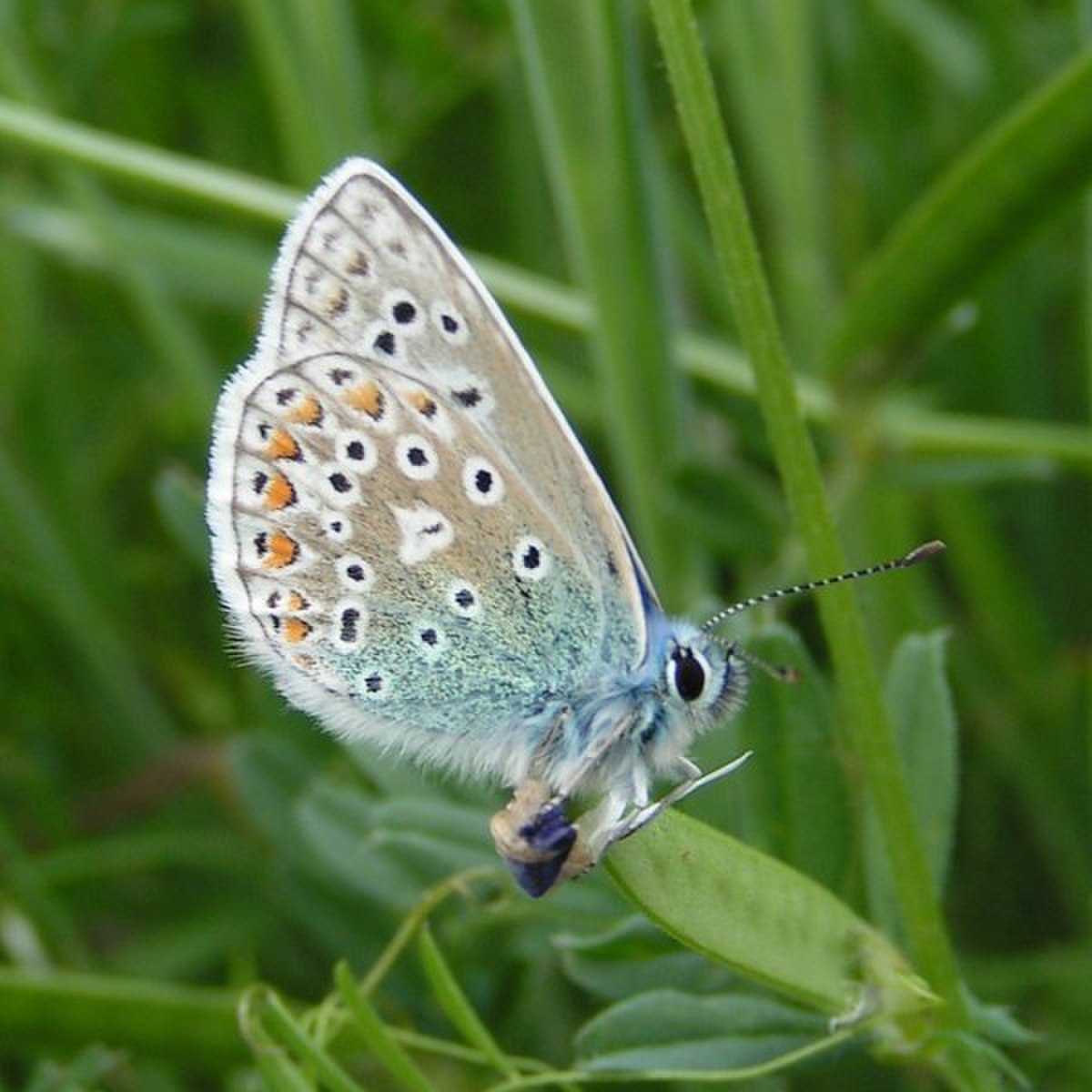 Polyommatus icarus.jpg