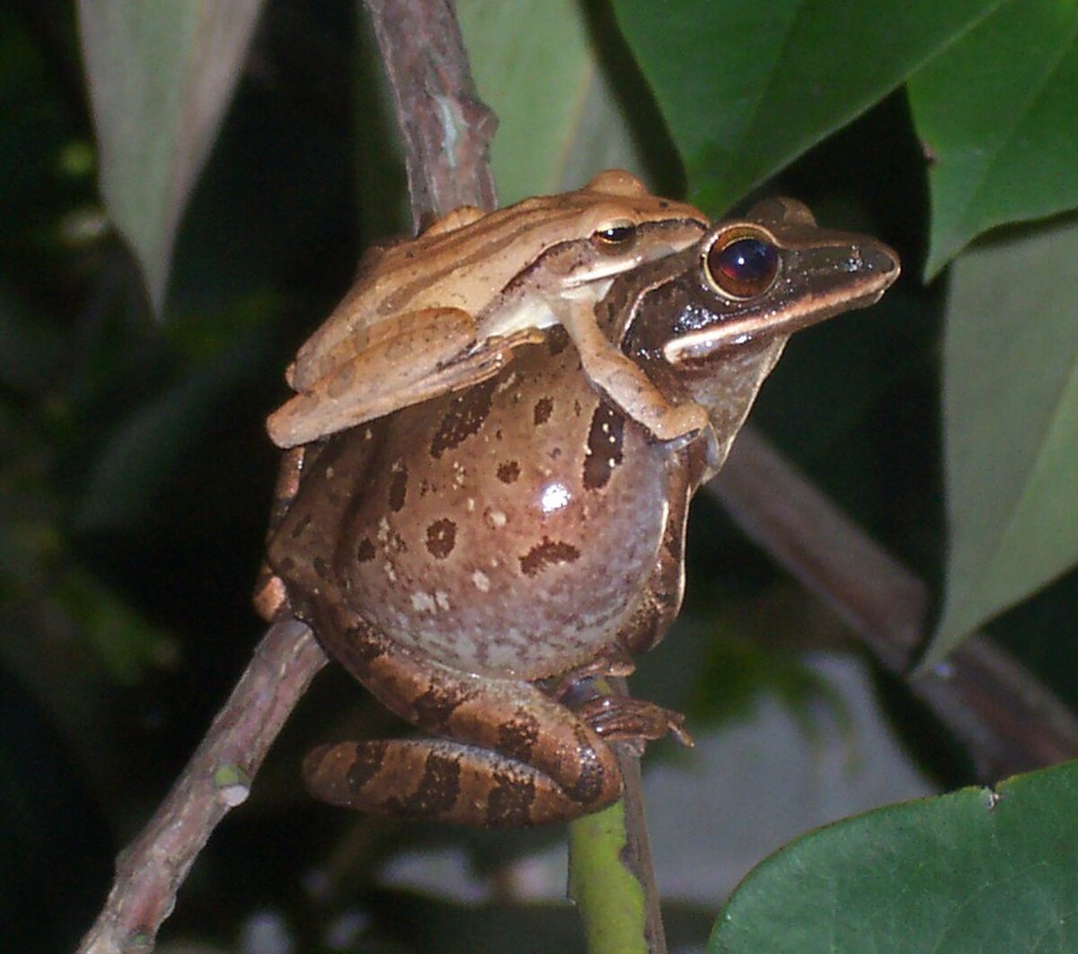 Mâle et femelle Polypedates leucomystax