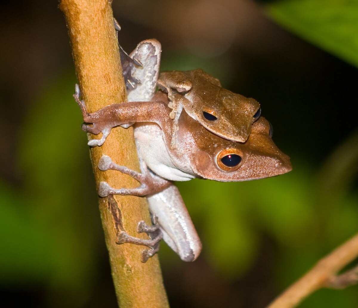 Polypedates colletti