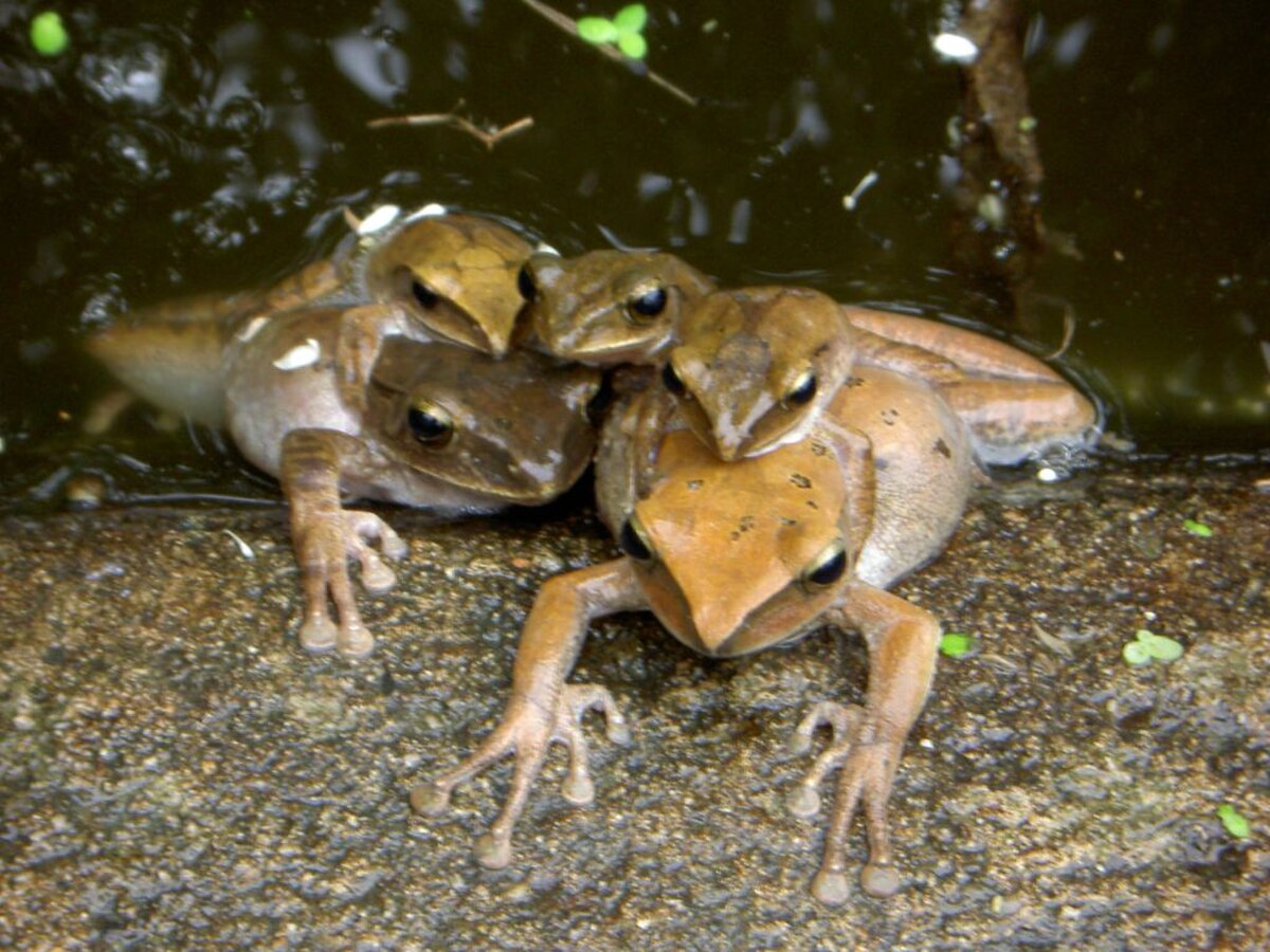 Polypedates megacephalus