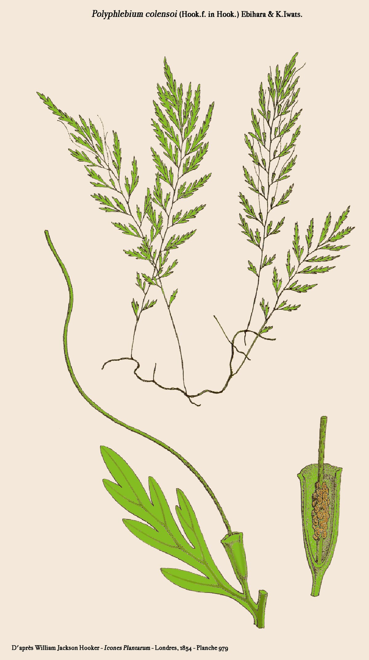 Polyphlebium