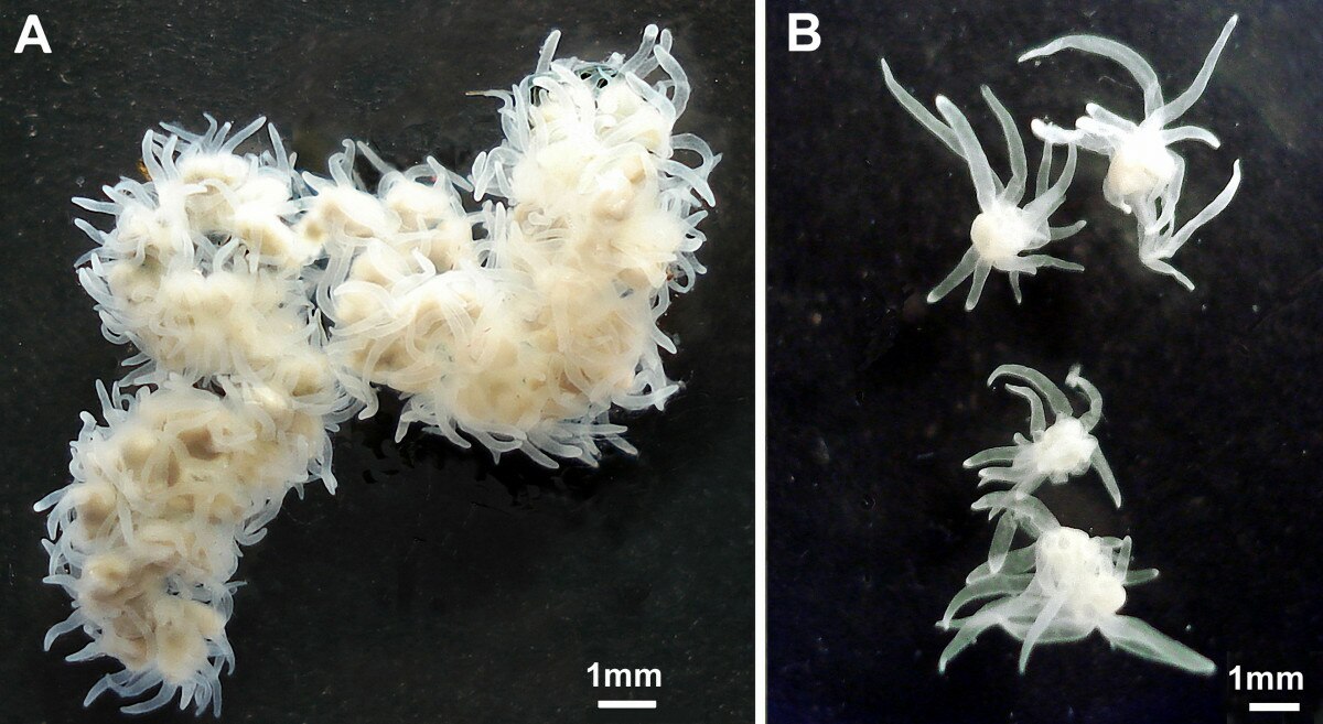 Polypodium hydriforme