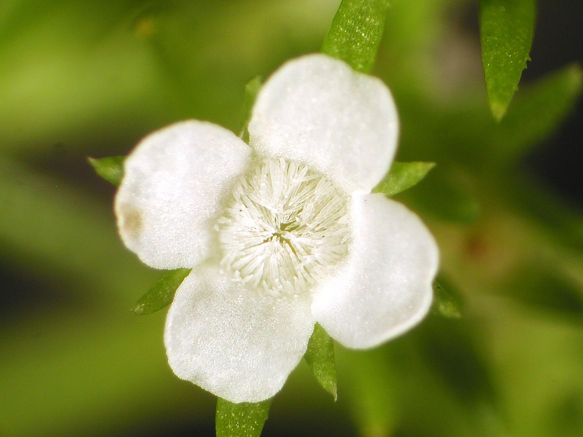 Tetrachondraceae