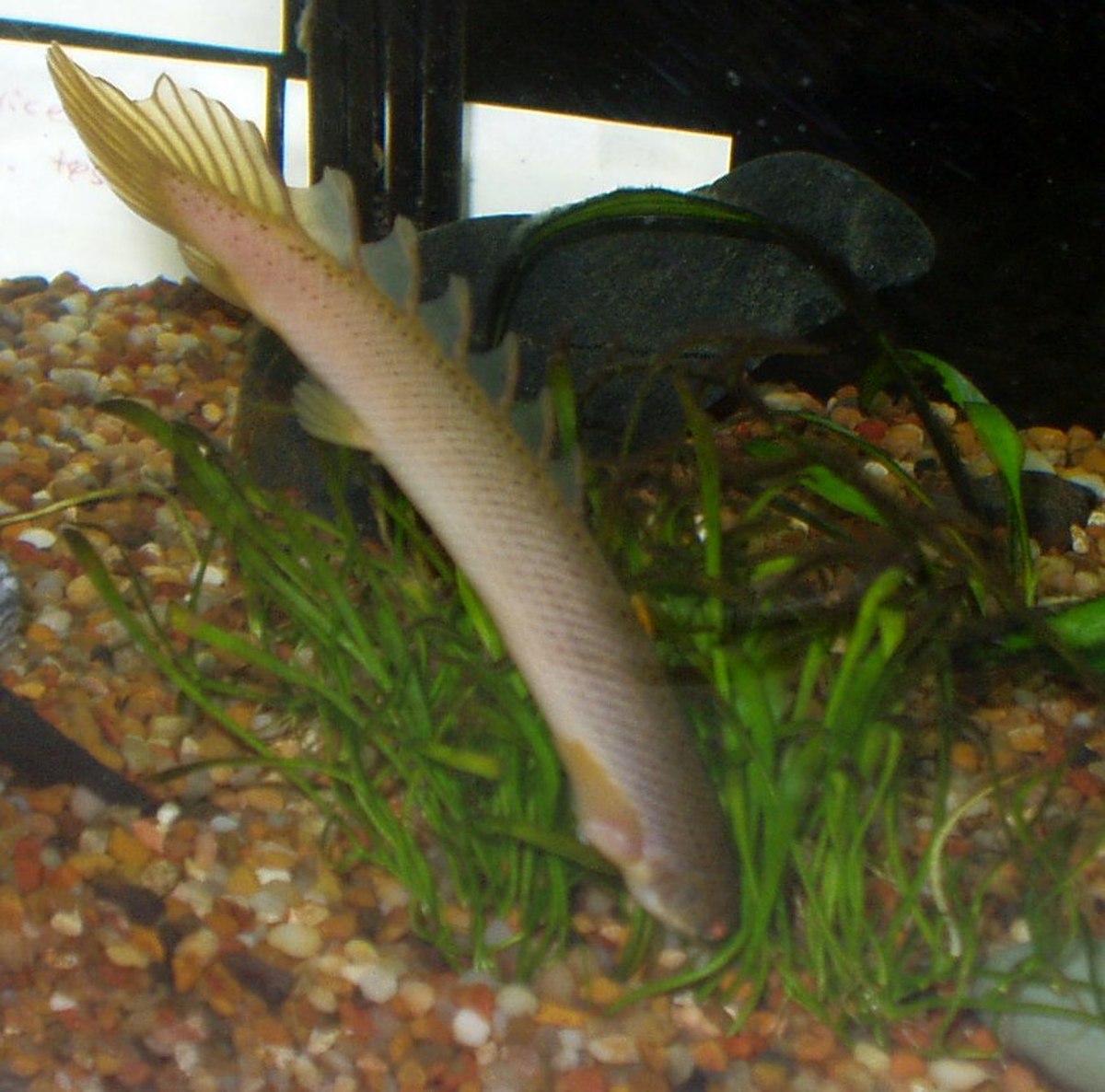 Polypterus