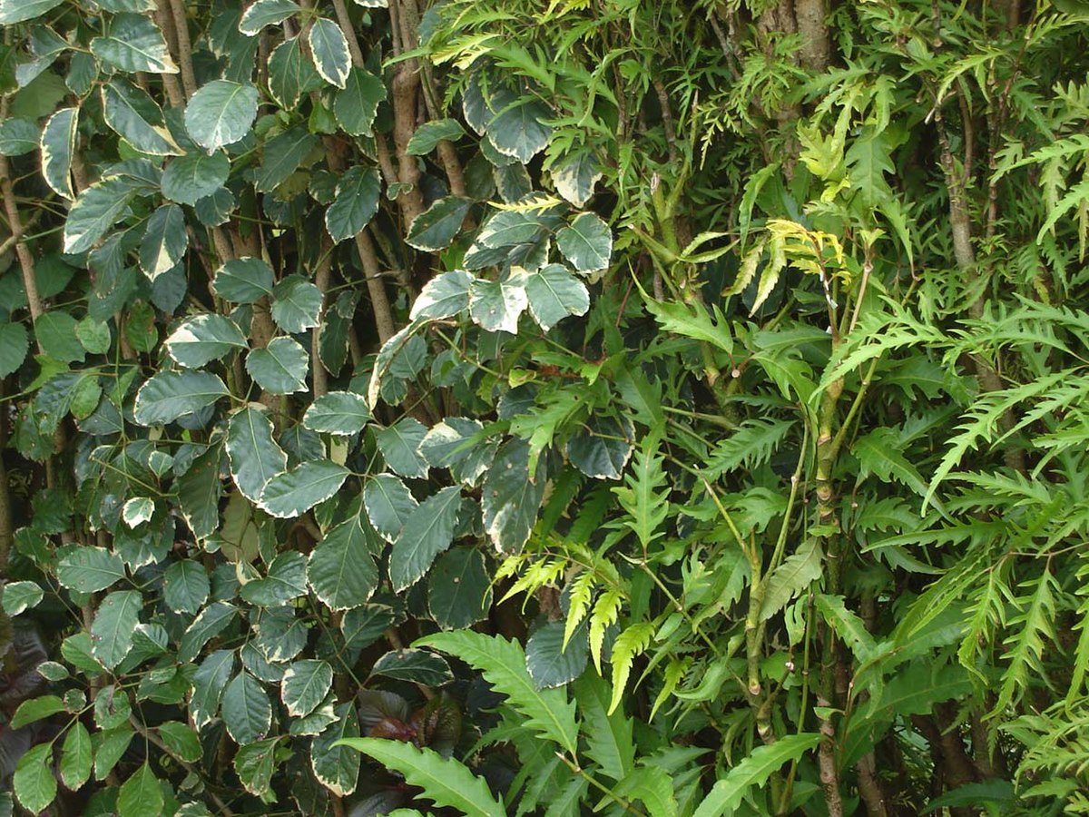 Polyscias guilfoylei & Polyscias fruticosa