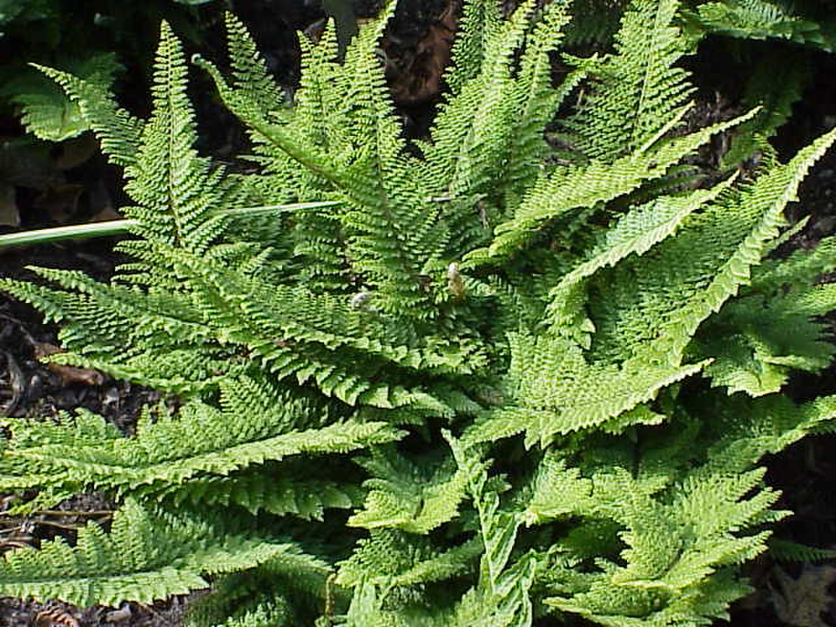 Polystichum
