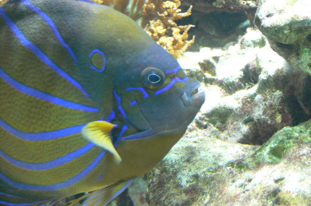Pomacanthus annularis head.JPG