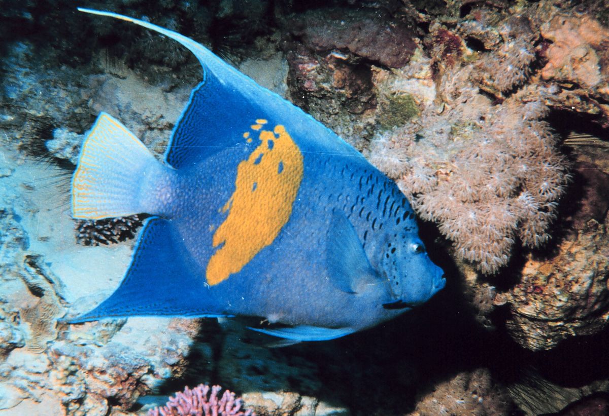 Pomacanthus maculosus.jpg