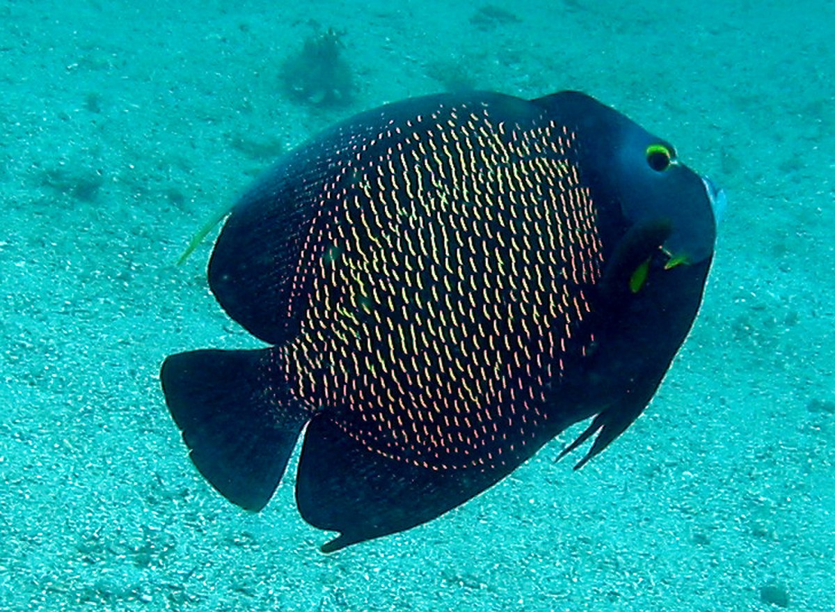Pomacanthus paru2.jpg