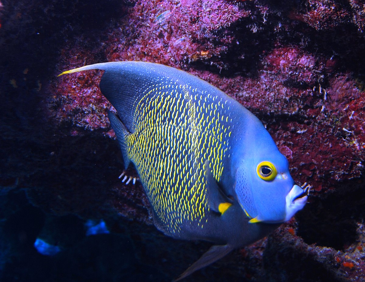Pomacanthus paru