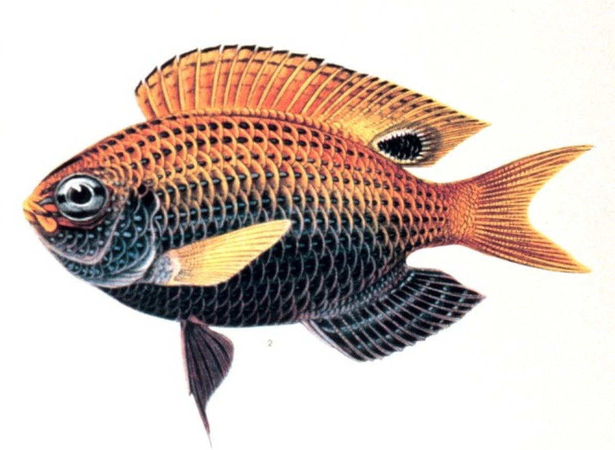 Pomacentrus