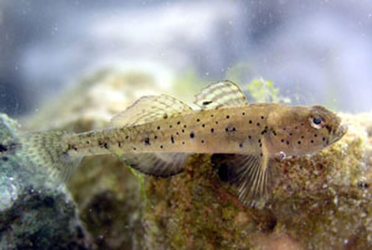 Pomatoschistus