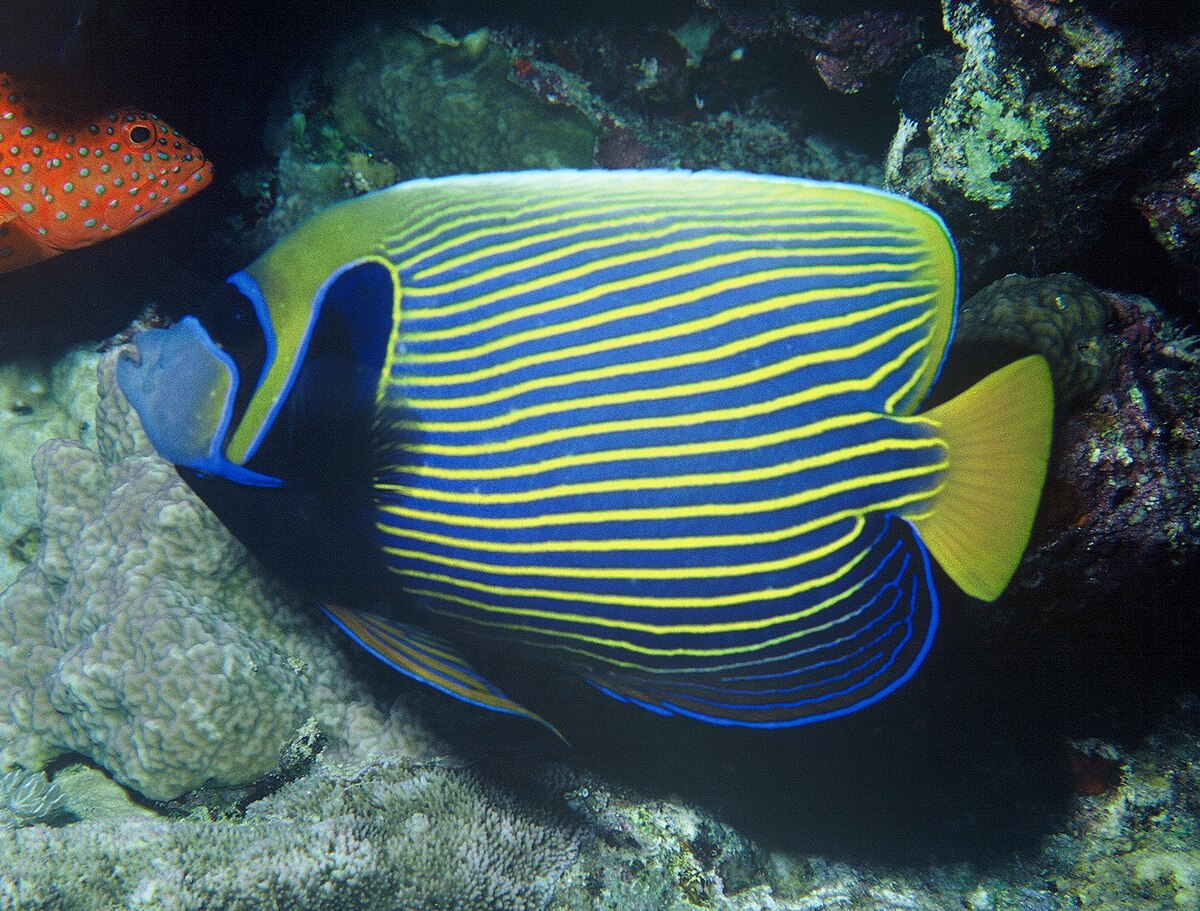 Ange de mer impérial