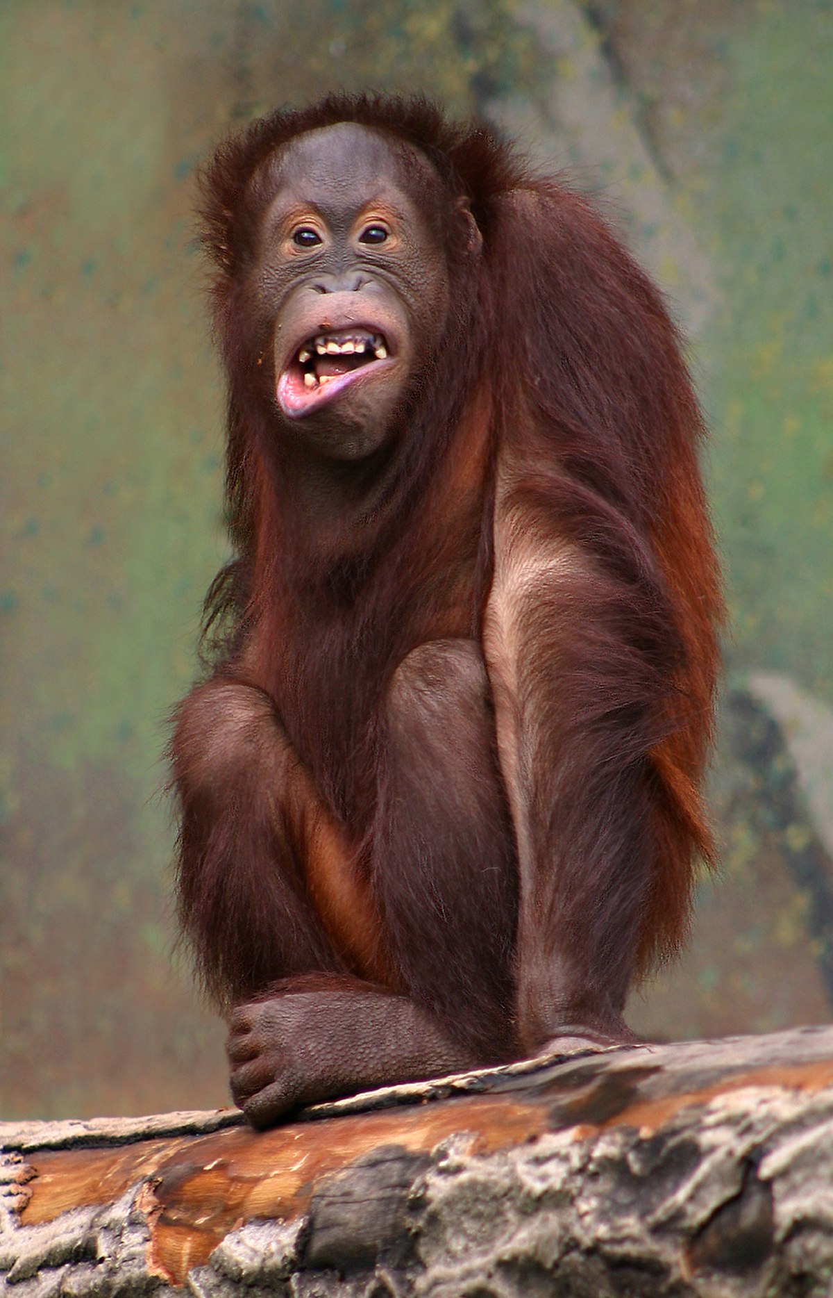 Orang-outan