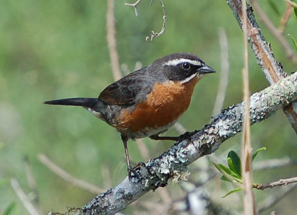 Poospiza