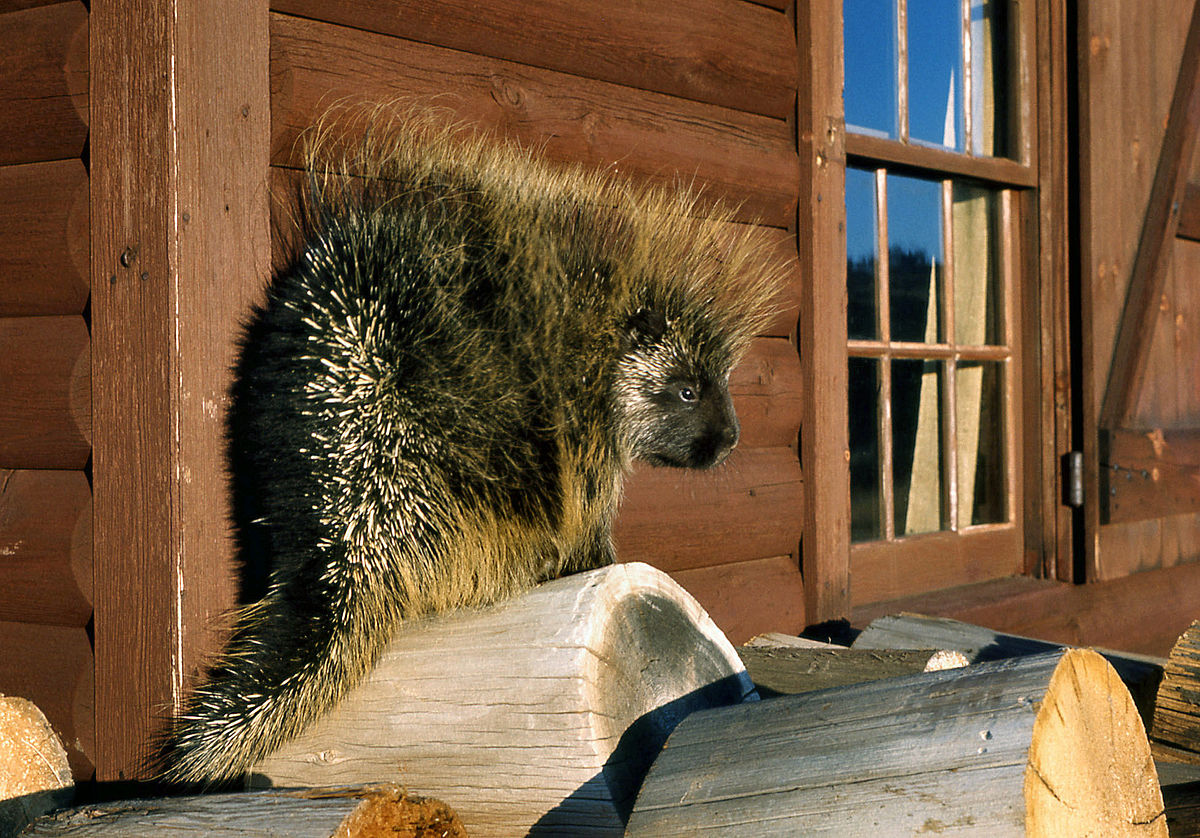 Erethizon dorsatum