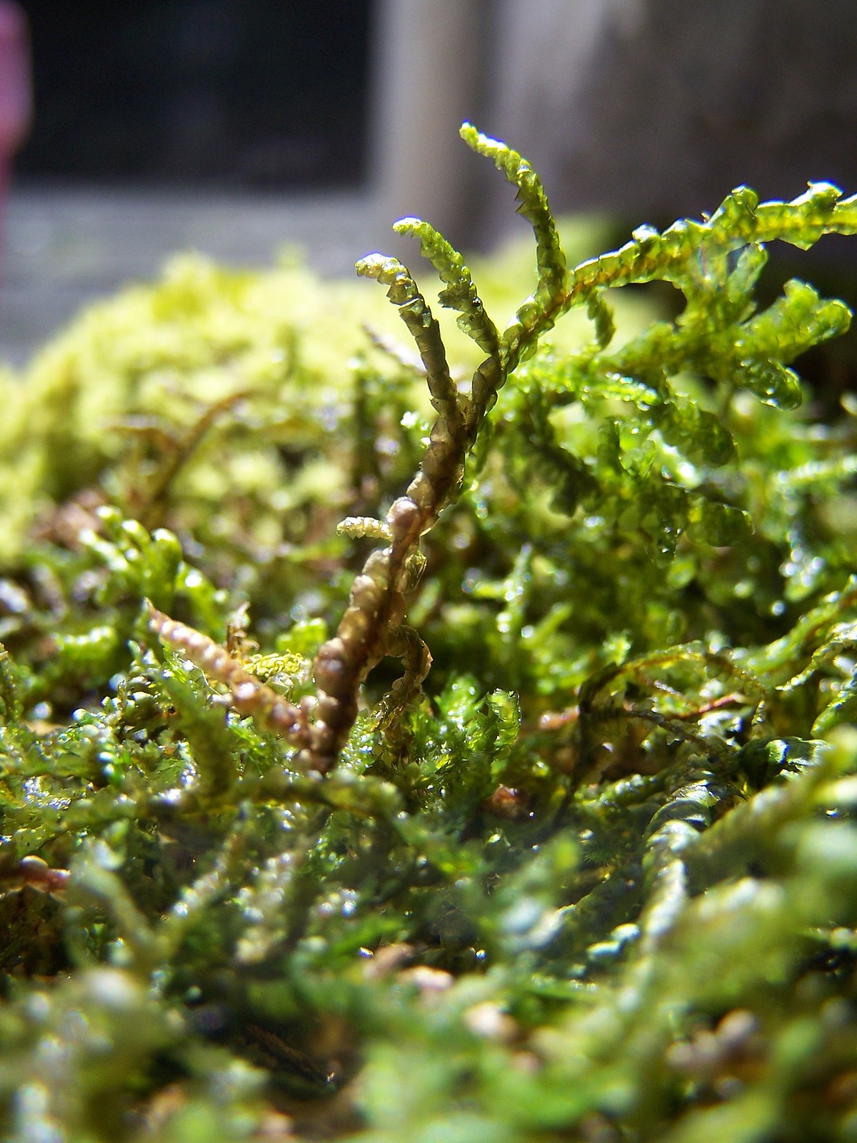 Porella arboris-vitae