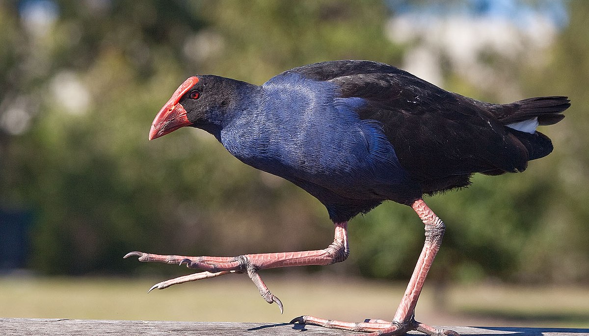 Pukeko