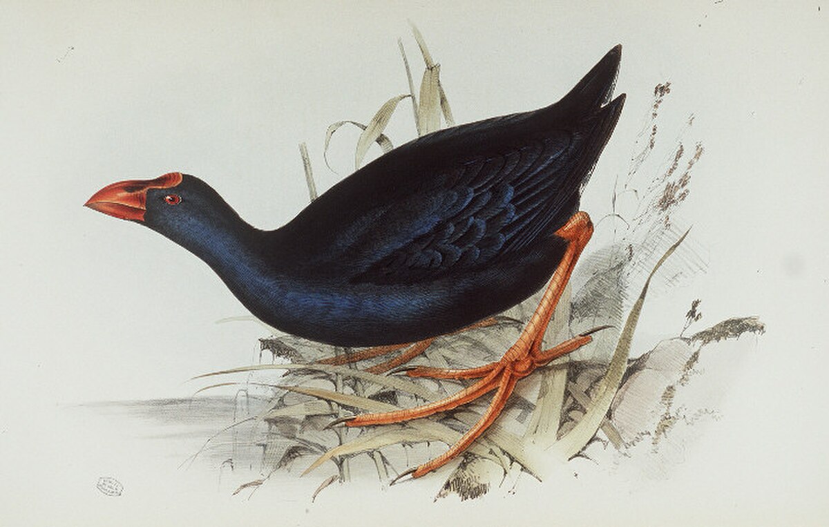 Sous-espèce européenne de talève sultane(Porphyrio porphyrio porphyrio)