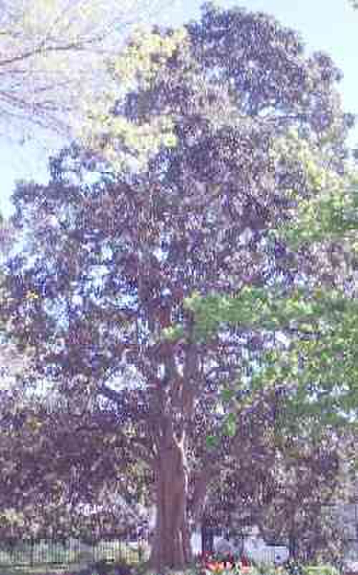 Ficus rubiginosa