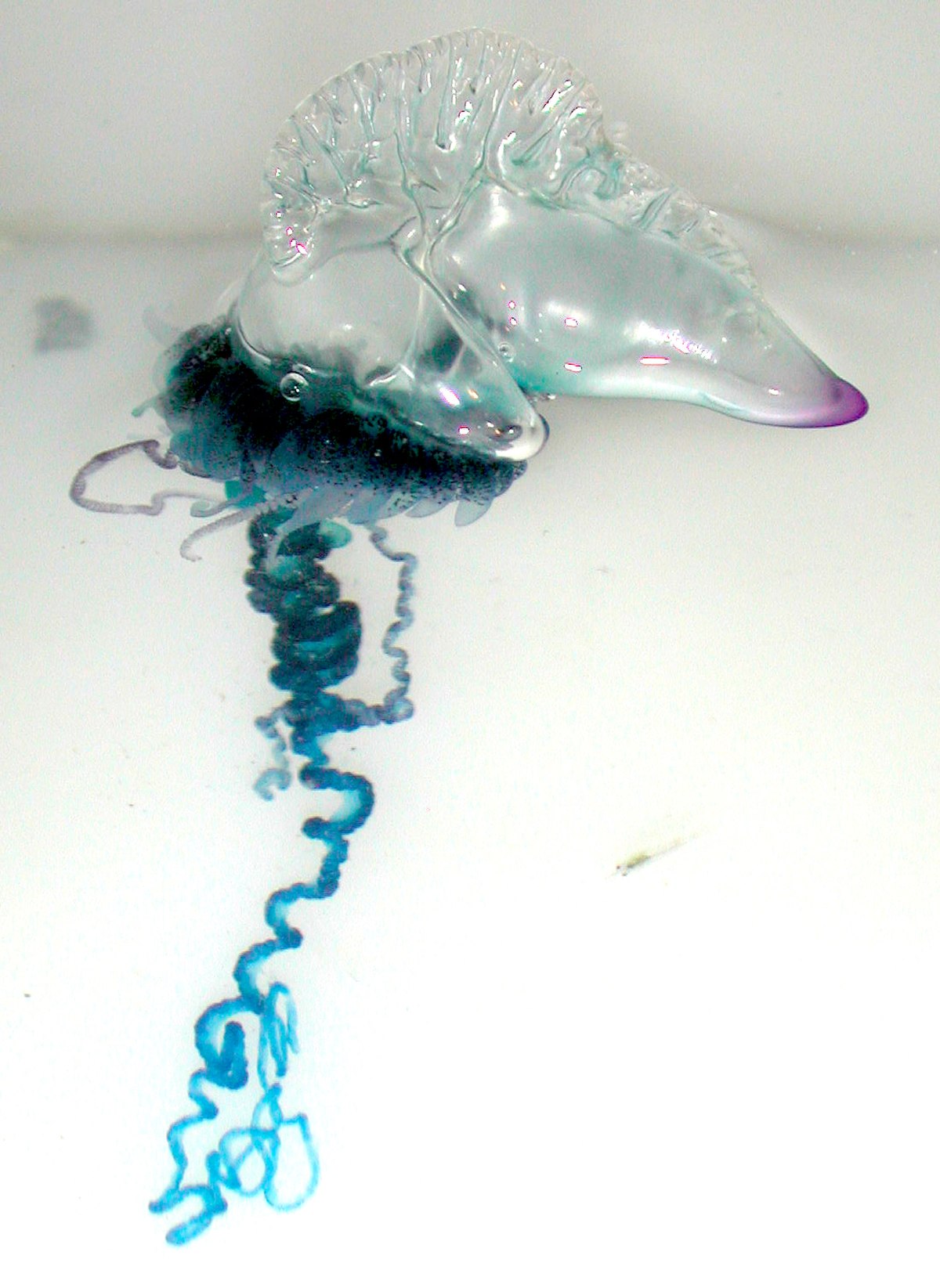 Siphonophorae