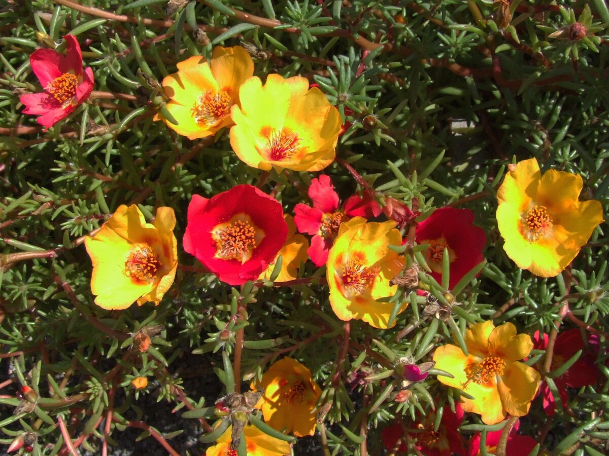 Portulaca grandiflora