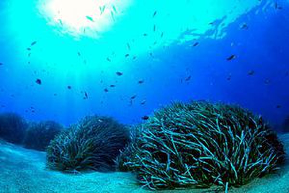 Posidonia oceanica