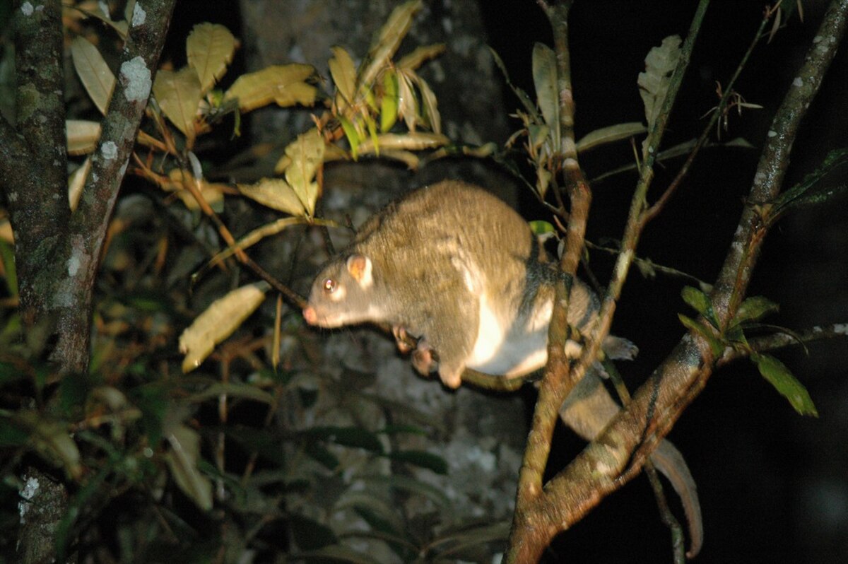 Pseudochirops