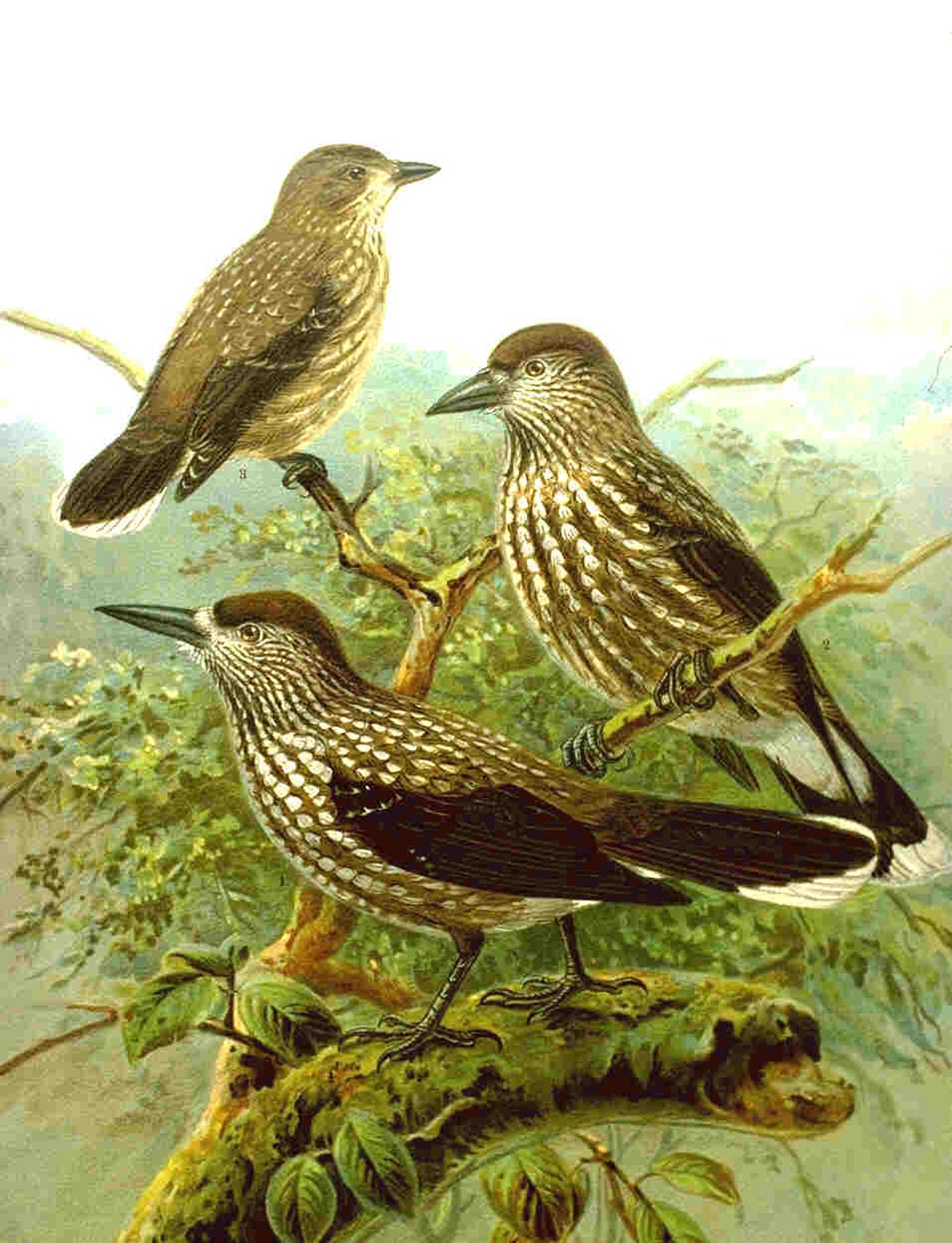 Cassenoix moucheté