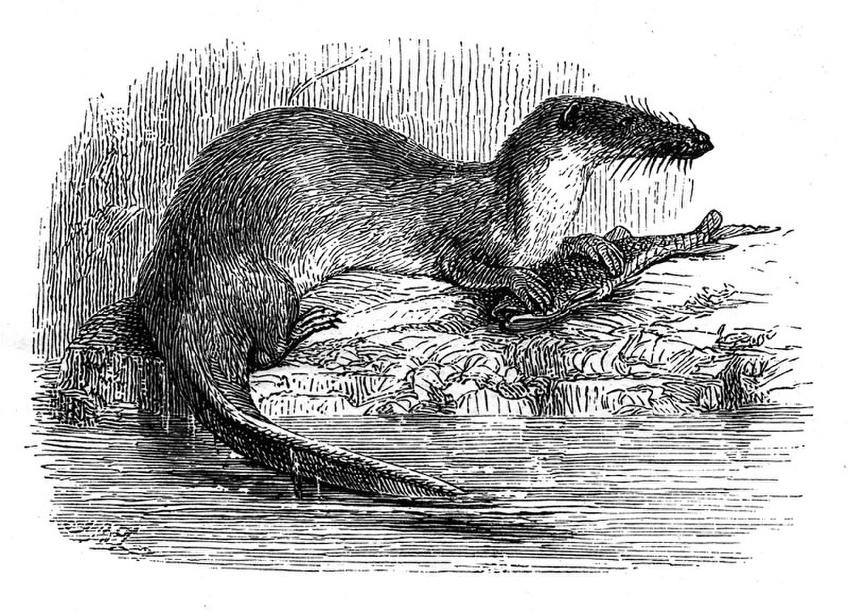 Potamogale velox
