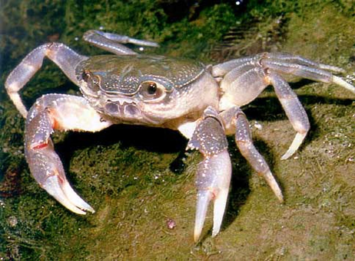 Potamidae