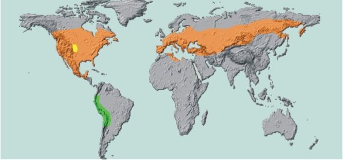 Potato beetle diffusion.jpg