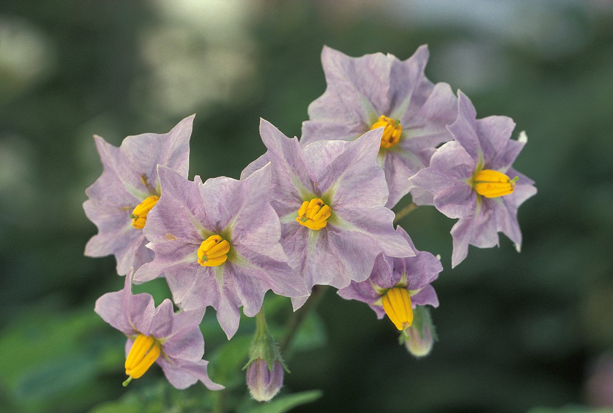 Solanum sect. Petota